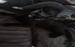 Mixed Breed cats for sale: Mufasa and scar  - Image 4