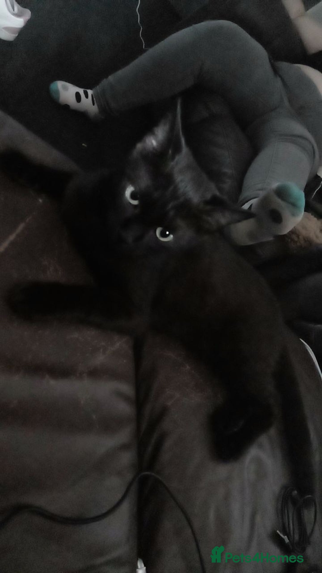 Mixed Breed cats for sale: Mufasa and scar  - Image 4