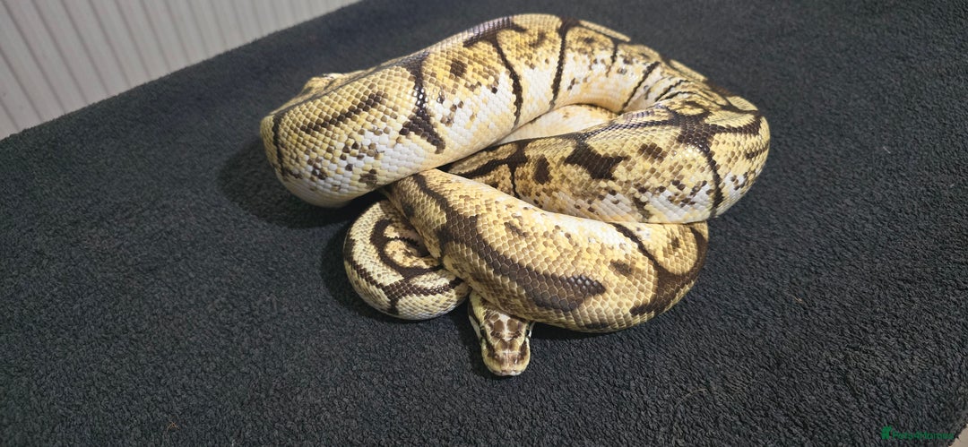 Python Snake reptiles for sale: Mixed Male and Female Royal Pythons - Image 3