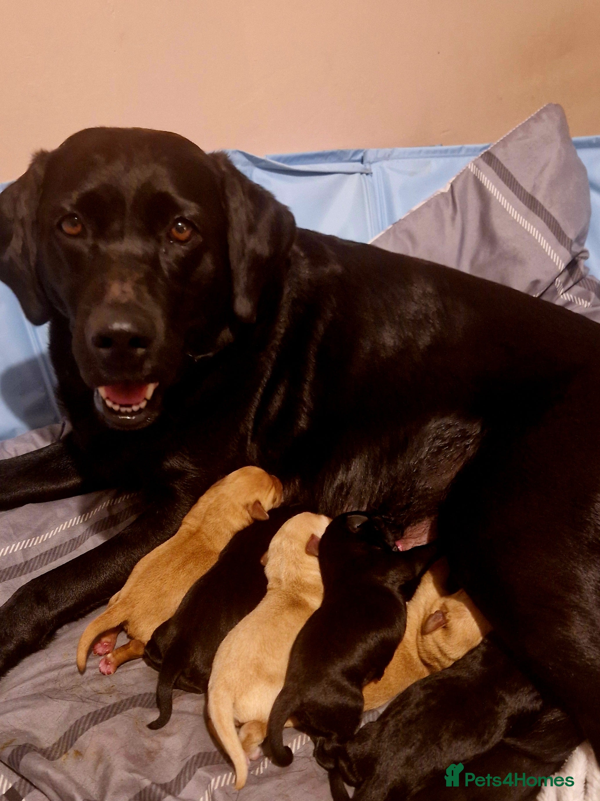 Labrador Retriever dogs G corkill - Advert 3