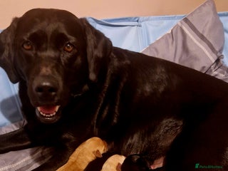 Labrador Retriever dogs G corkill - Advert 3