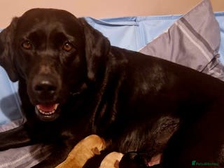 Labrador Retriever dogs G corkill - Advert 12