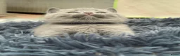British Shorthair cats for sale: British Short Blue Kittens  - Advert 15