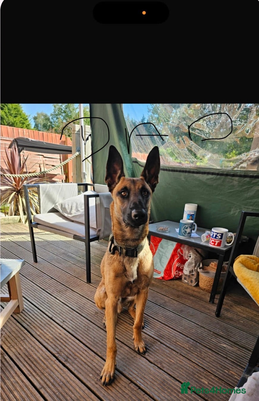 Mixed Breed dogs German Shepard x Belgian malinios - Advert 1
