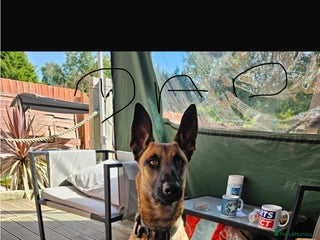 Mixed Breed dogs German Shepard x Belgian malinios - Advert 4
