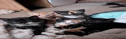 Mixed Breed cats for sale: 5 kittens looking for new homes - Advert 9