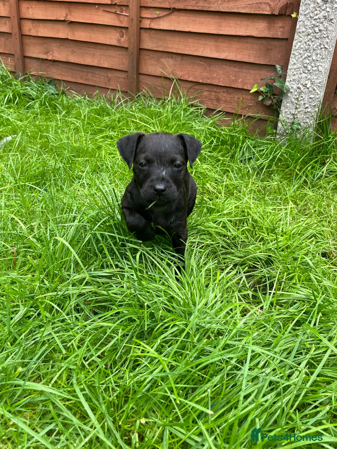 Patterdale Terrier dogs for sale: Patterdale terrier pups  - Image 9