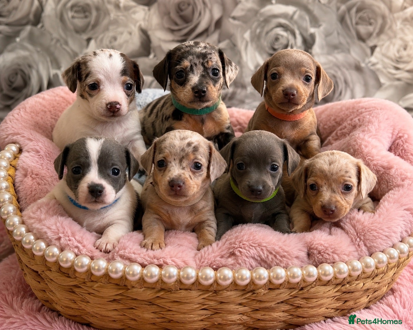 Chiweenie dogs Chiweenie chihuahua dachshund pups  - Advert 1