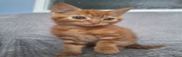 Mixed Breed cats for sale: 2 beautiful maincoone cross x mixed breed kittens  - Advert 12