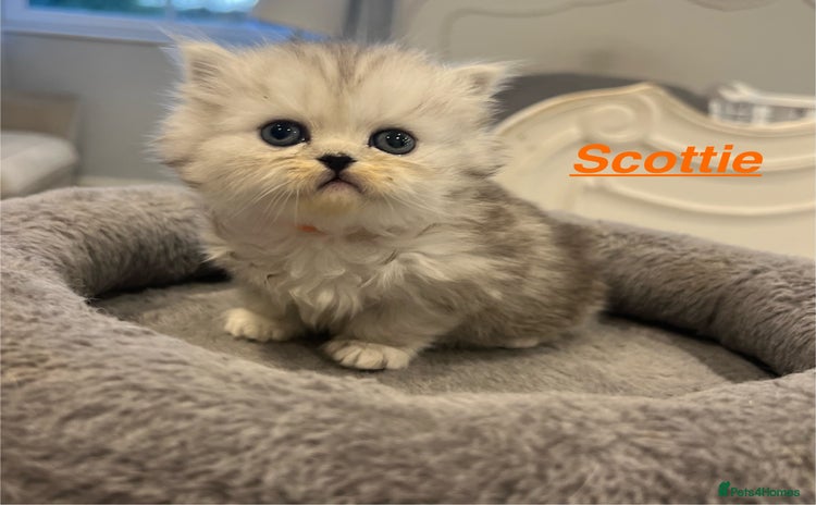 Persian cats - Advert 4