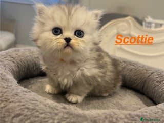 Persian cats - Advert 4