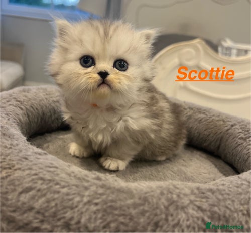 Persian cats - Advert 2