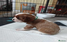 Cavalier King Charles Spaniel dogs for sale: King Charles cavalier puppies ready on 25th Sept! - Image 4