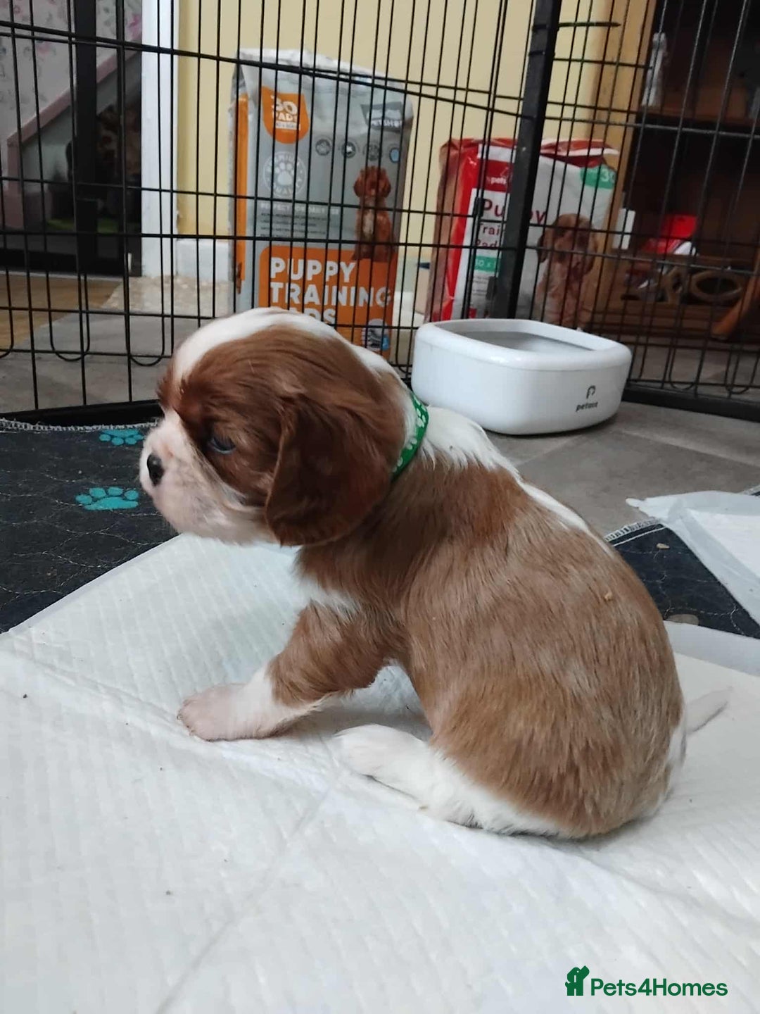 Cavalier King Charles Spaniel dogs for sale: King Charles cavalier puppies ready on 25th Sept! - Image 4