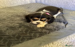 Cavalier King Charles Spaniel dogs for sale: Cavalier King Charles  - Image 2