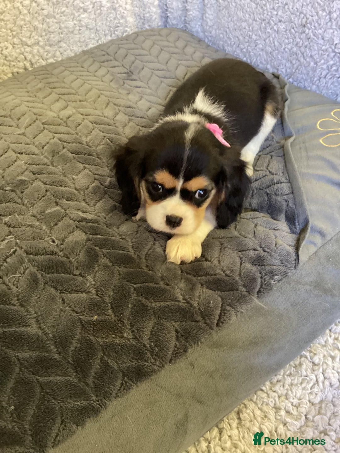 Cavalier King Charles Spaniel dogs for sale: Cavalier King Charles  - Image 2