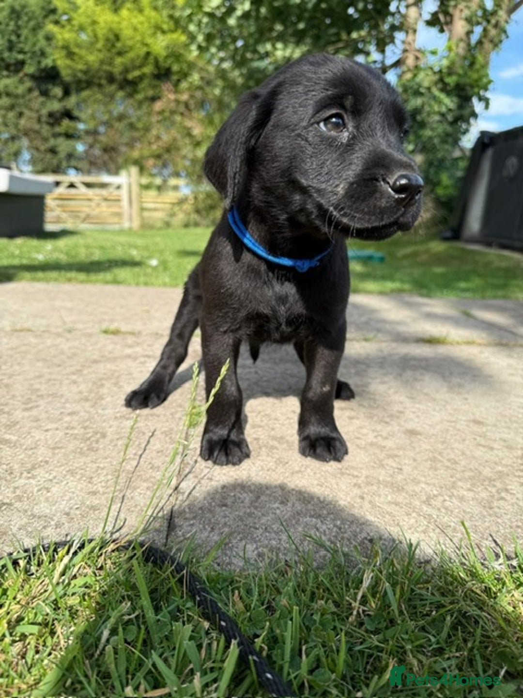 Labrador Retriever dogs for sale: KC Registered Black Labrador Pups 🐾 - Image 2