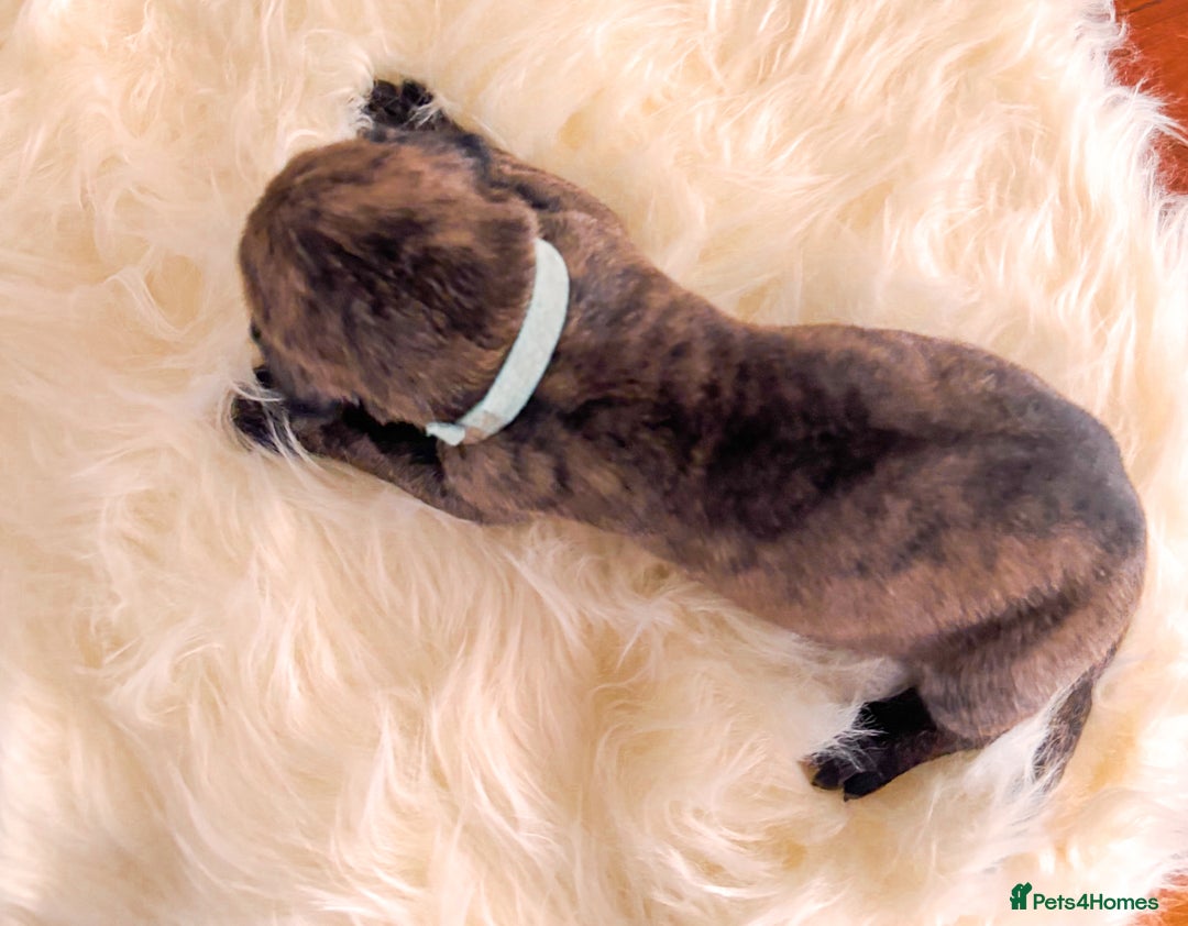 Great Dane dogs for sale: 🌟  Great Danes born 4th of August 2025 🌟 - Image 15