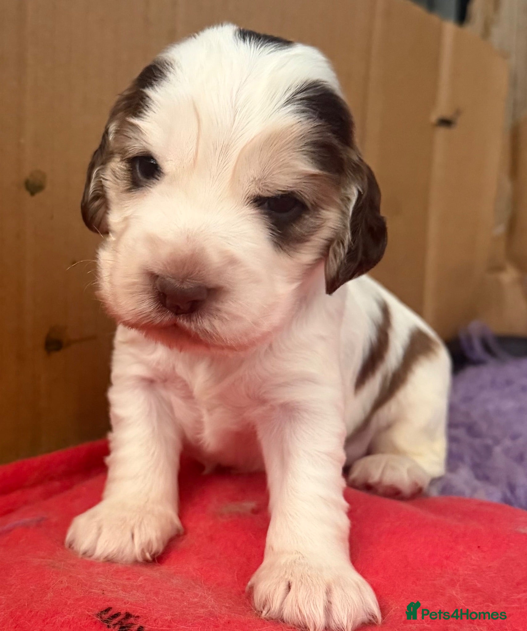 Cocker Spaniel dogs 🐾 SHOW COCKER SPANIEL PUPPIES FORSALE 🐾  - Advert 2