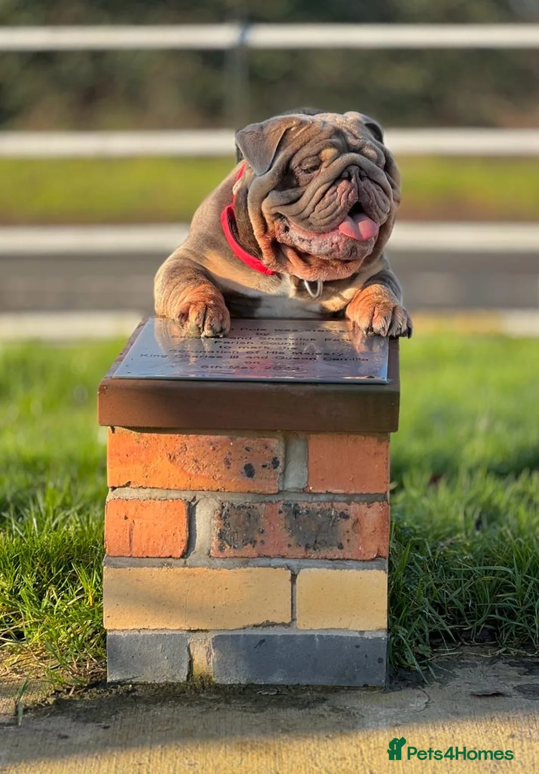English Bulldog dogs for stud: CREATEABULLZ 🚨LOADED-LUX REDUCED  in Manchester - Advert 8