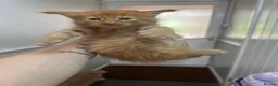 Maine Coon cats for sale: Russian blood line Maine coon litter  - Advert 13