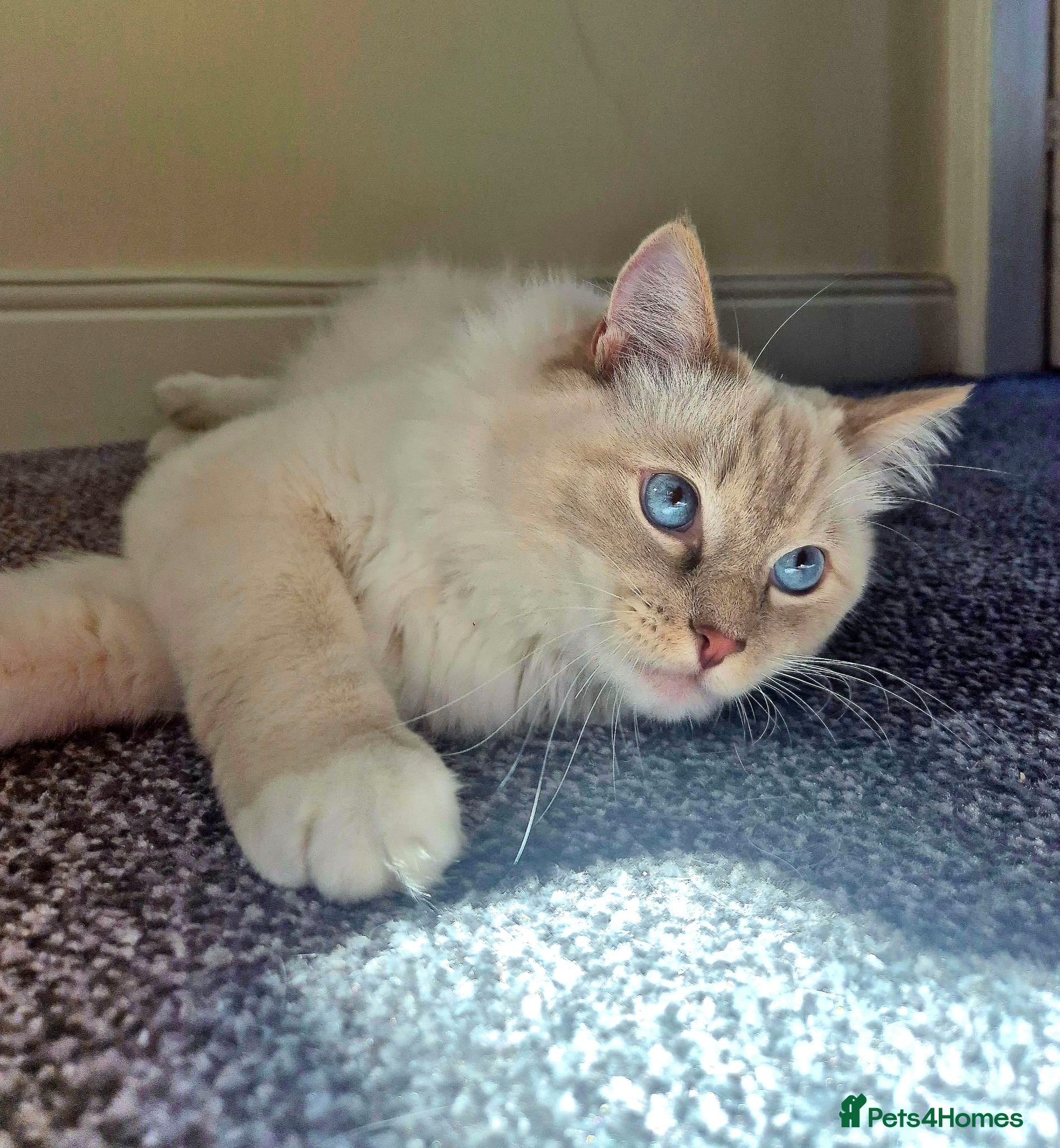 Ragdoll cats Male ragdoll - Advert 1