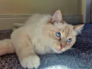 Ragdoll cats Male ragdoll - Advert 1