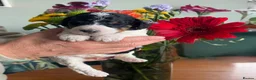 Bernedoodle dogs for sale: Stunning bernedoodle puppies  - Advert 8