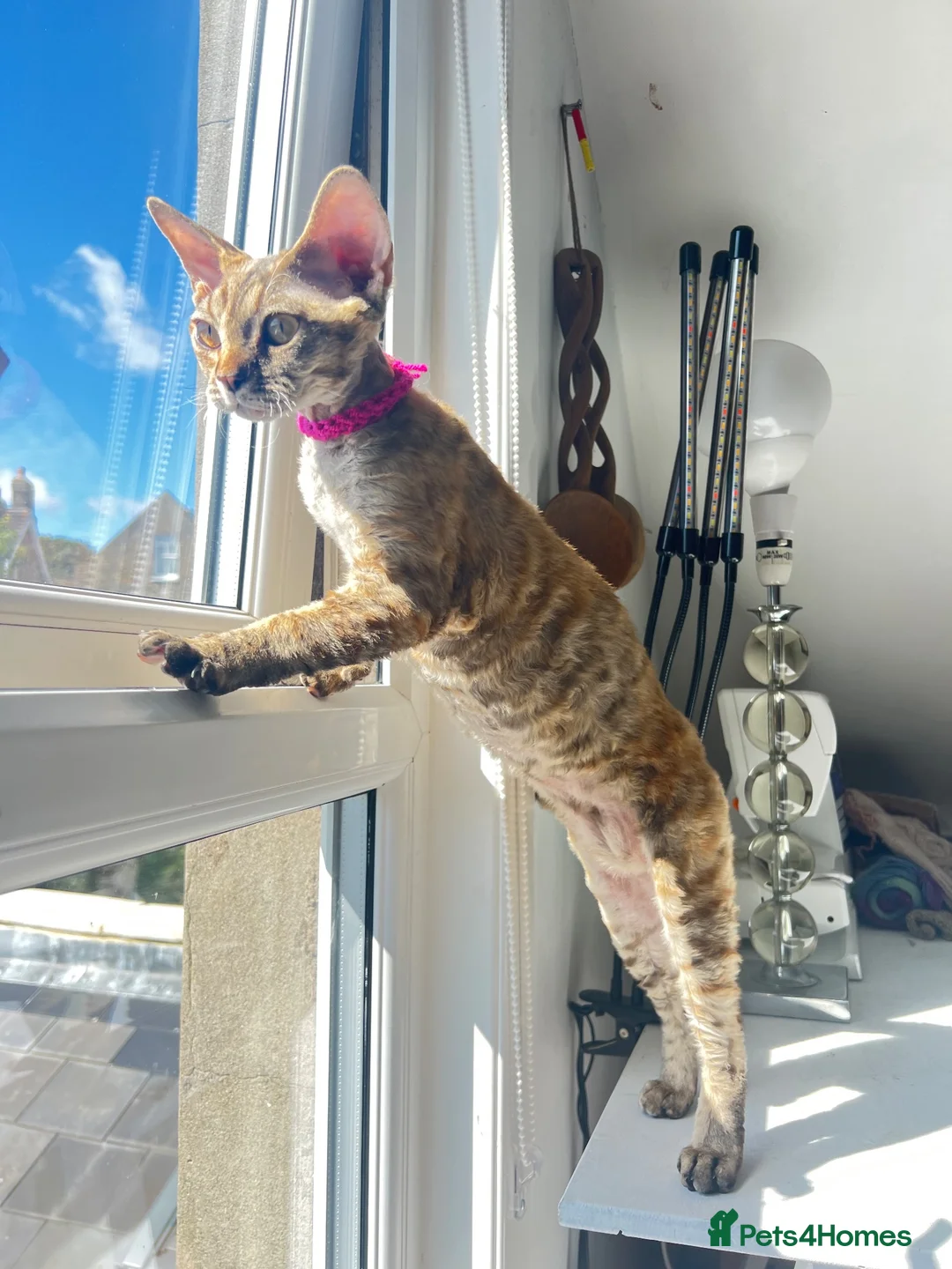 Devon Rex cats for sale: ❤️ OUR LAST GIRL FROM OUR SPRING LITTER  - Advert 2