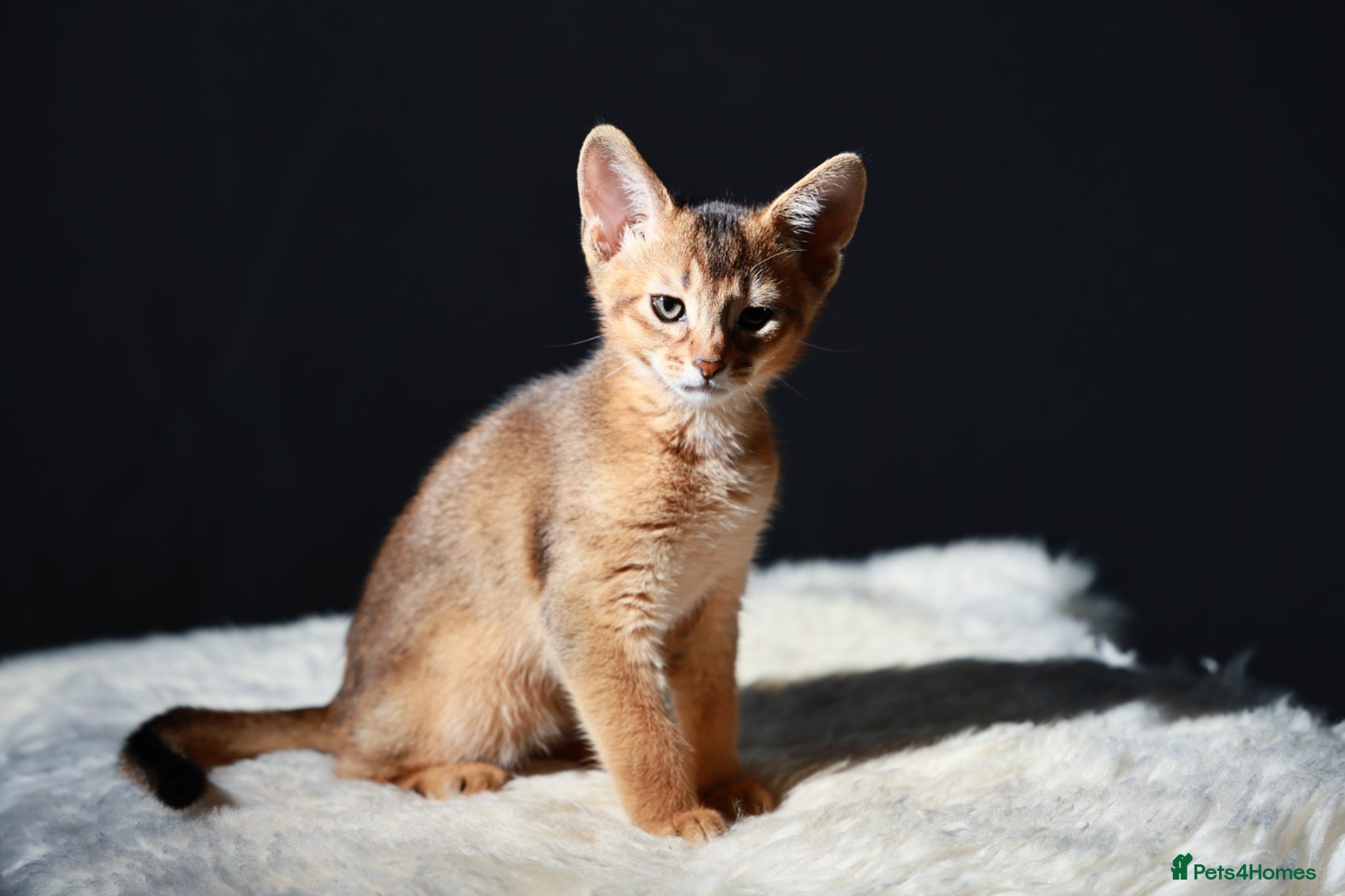 Abyssinian cats TICA reg one gorgeous Ruddy Aby boy left! - Advert 1