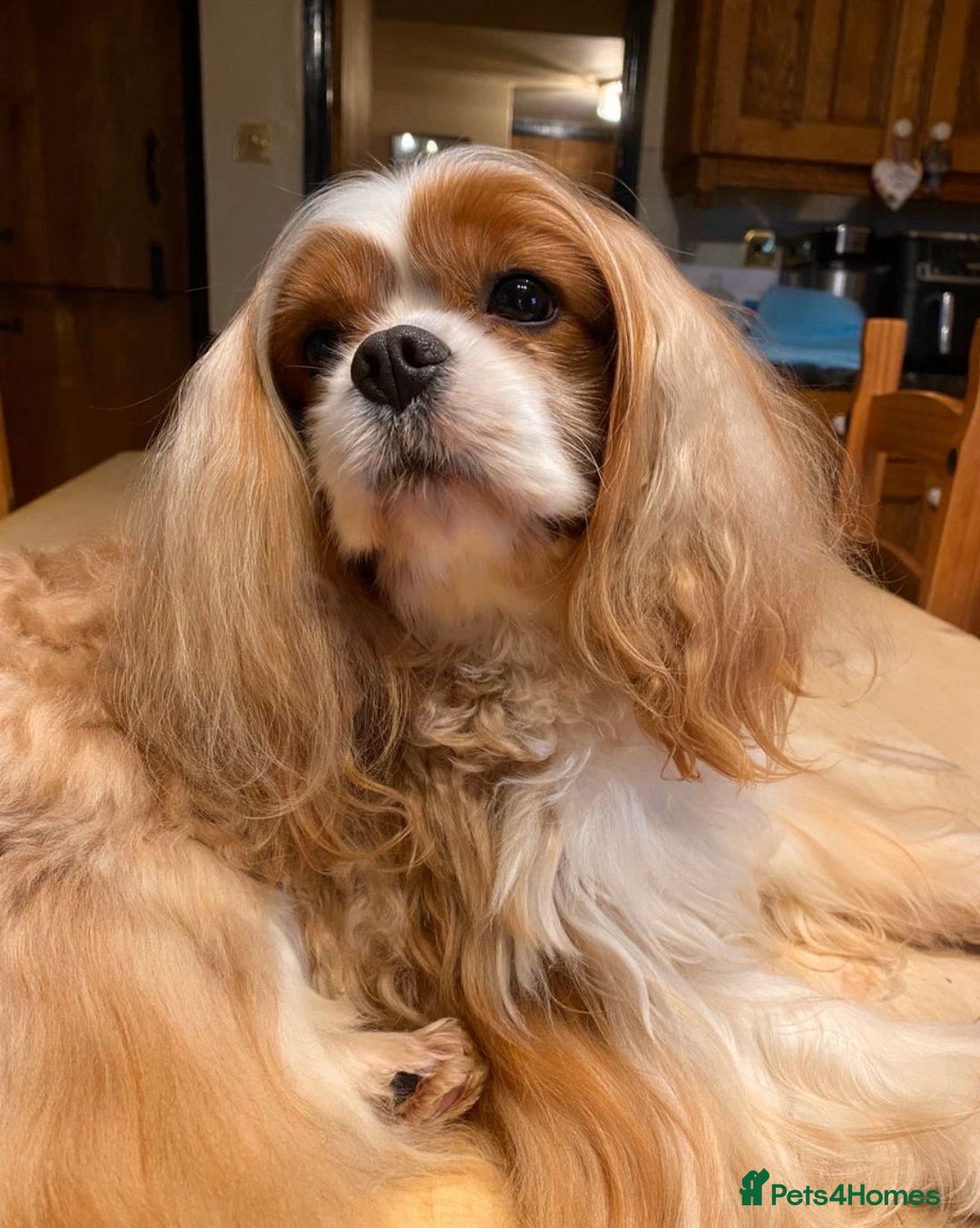 Cavalier King Charles Spaniel dogs for sale: Stunning cavalier King Charles puppies  - Image 8
