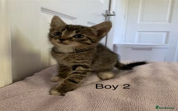 Mixed Breed cats for sale: 5 Male kittens ready for new homes - Image 3