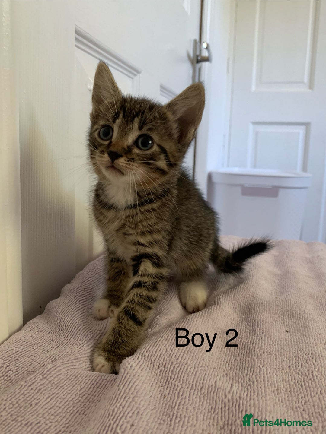 Mixed Breed cats for sale: 5 Male kittens ready for new homes - Image 3