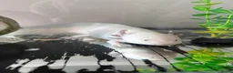 Axolotl reptiles for sale: Female axolotl  - Advert 2