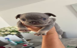 French Bulldog dogs for sale: French Bulldog puppies -fluffy & fluffy carriers✨ - Image 11