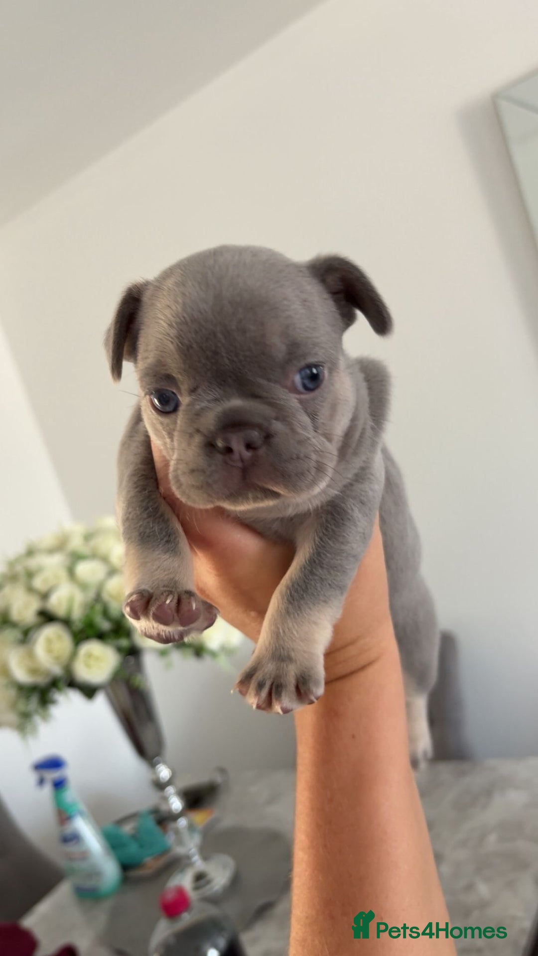 French Bulldog dogs for sale: French Bulldog puppies -fluffy & fluffy carriers✨ - Image 11