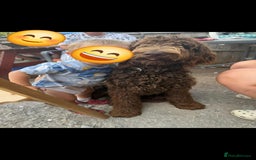 Labradoodle dogs for sale: Labradoodle - Image 2