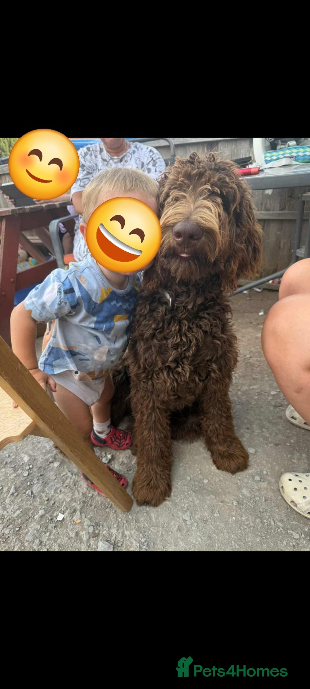 Labradoodle dogs for sale: Labradoodle - Image 2
