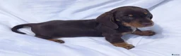 Miniature Dachshund dogs for sale: Kc reg mini dachshund last stunning little girl . - Advert 21
