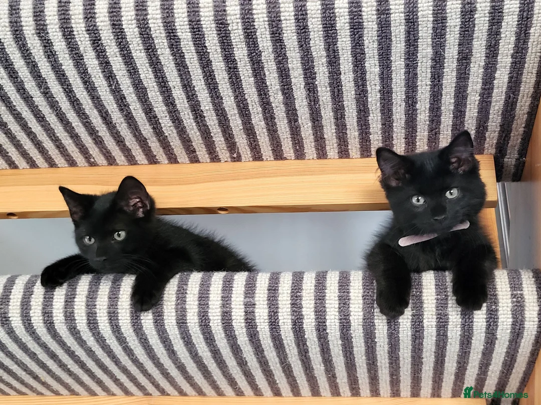Maine Coon cats for sale: 1 Gorgeous girl left from litter of Maine Coon x  - Advert 1
