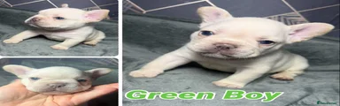 French Bulldog 2