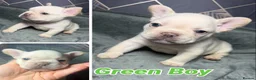 French Bulldog dogs for sale: Beautiful French Bulldog puppies  - Advert 2