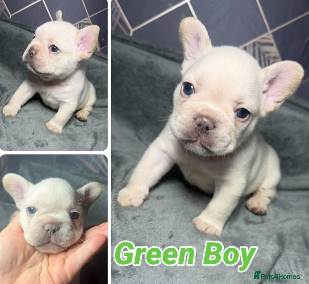 French Bulldog dogs for sale: Beautiful French Bulldog puppies  - Advert 2