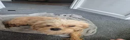 Cavachon dogs for sale: Cavachon pups  in Llanelli - Advert 17