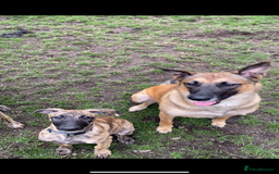 Mixed Breed dogs for sale: Mali x whippet greys - Image 4