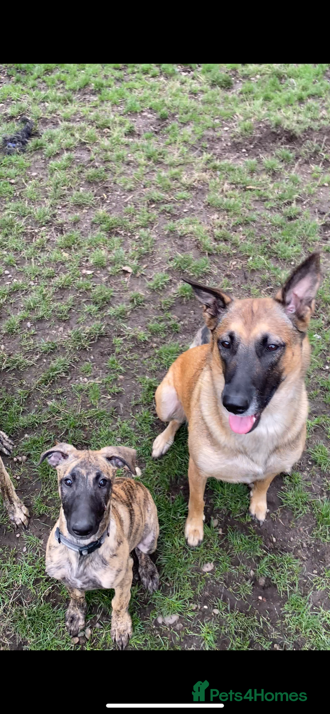 Mixed Breed dogs for sale: Mali x whippet greys - Image 4