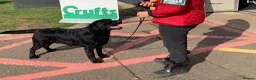 Labrador Retriever dogs for sale: Black Purebred Pedigree Show Line look Labradors - Advert 7