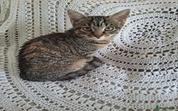 British Shorthair cats for sale: domestic kittens to sale - Image 3