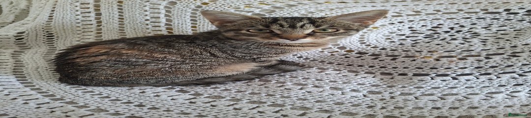 Domestic Shorthair Kitten 2