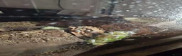 Beetles invertebrates for sale: Isopods and sun beetles in Washington - Advert 2